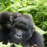 Tiere in der Wildnis