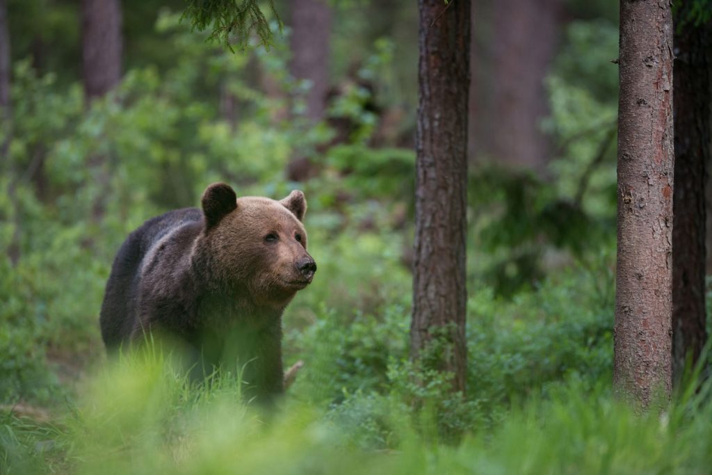 Eldorado für Tierliebhaber