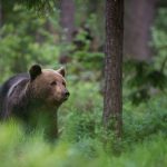 Eldorado für Tierliebhaber