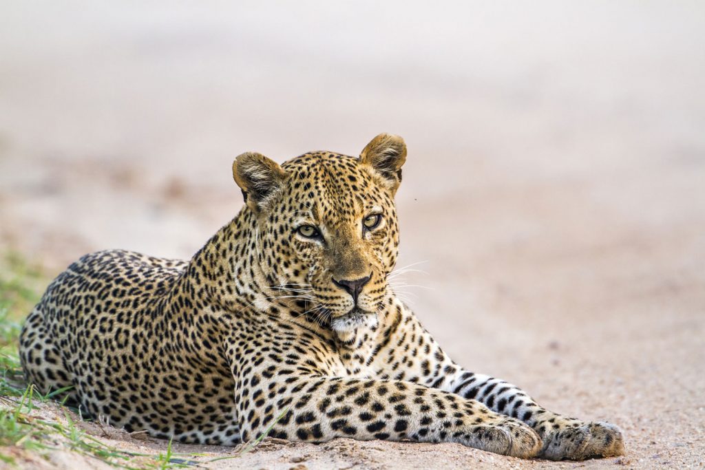 Yala Nationalpark