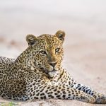 Yala Nationalpark