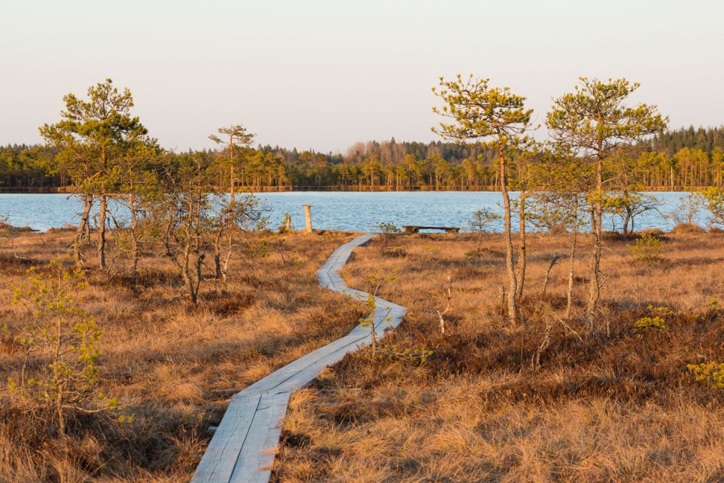 Wanderung durchs Moor