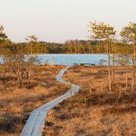 Wanderung durchs Moor