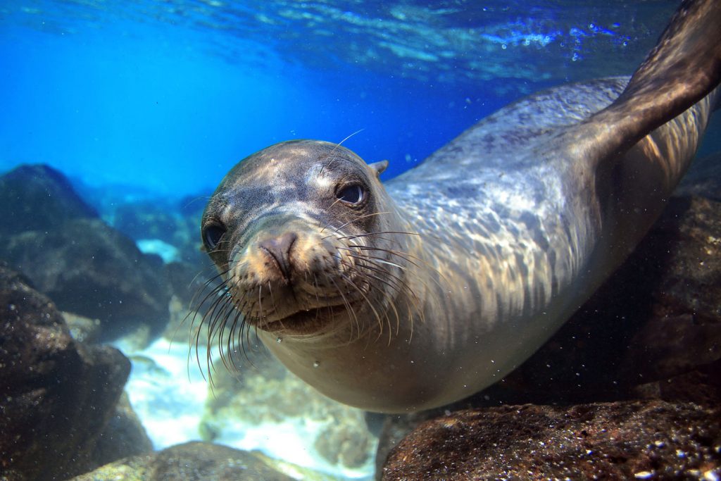 Galapagos