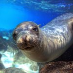 Galapagos