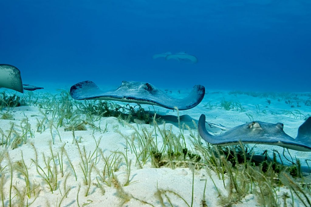 Grand Cayman Island