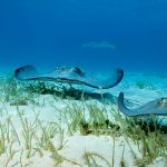 Grand Cayman Island