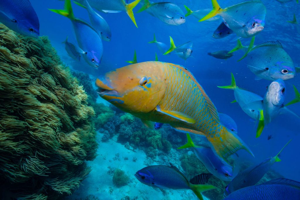 Great Barrier Reef