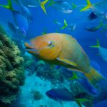 Great Barrier Reef