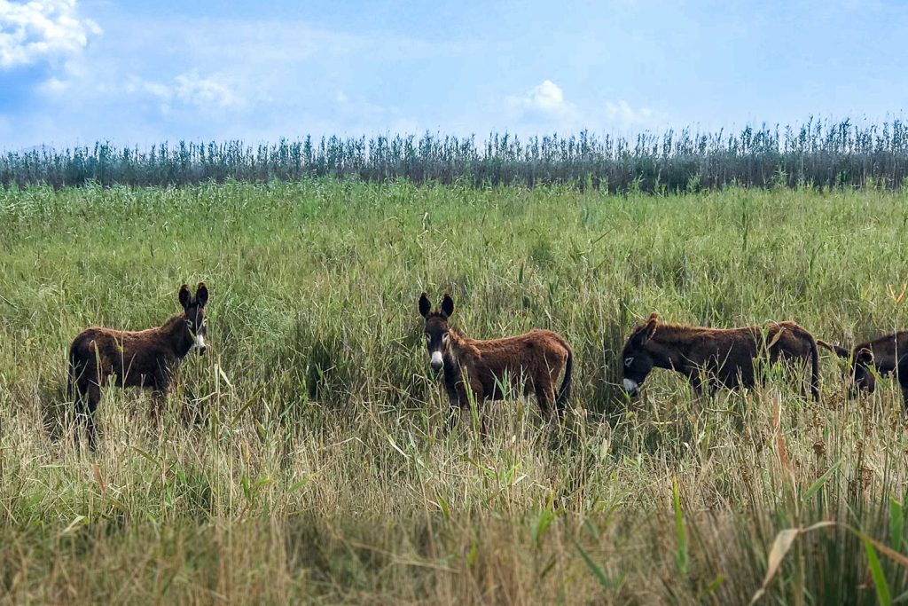 Mallorcas fantastische Fauna
