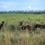 Mallorcas fantastische Fauna