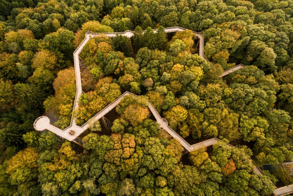 Hoch hinaus: Deutschlands traumhafte Baumwipfelpfade