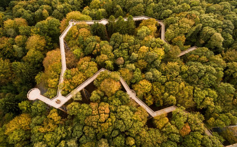 Hoch hinaus: Deutschlands traumhafte Baumwipfelpfade