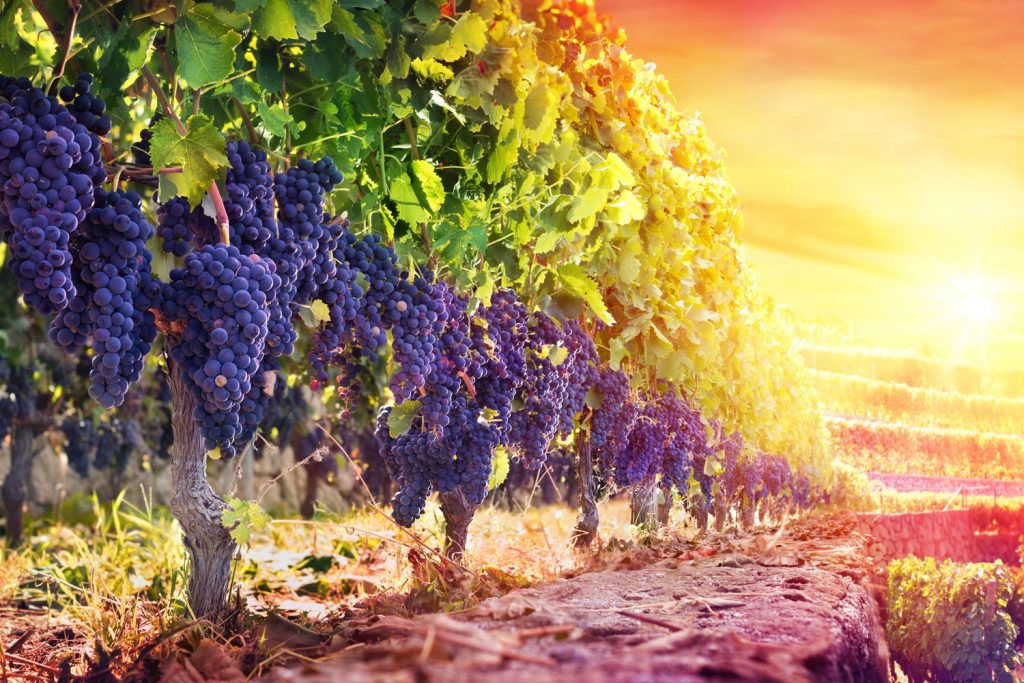 Zeit für Genießer: Europas schönste Weinregionen