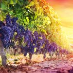 Zeit für Genießer: Europas schönste Weinregionen