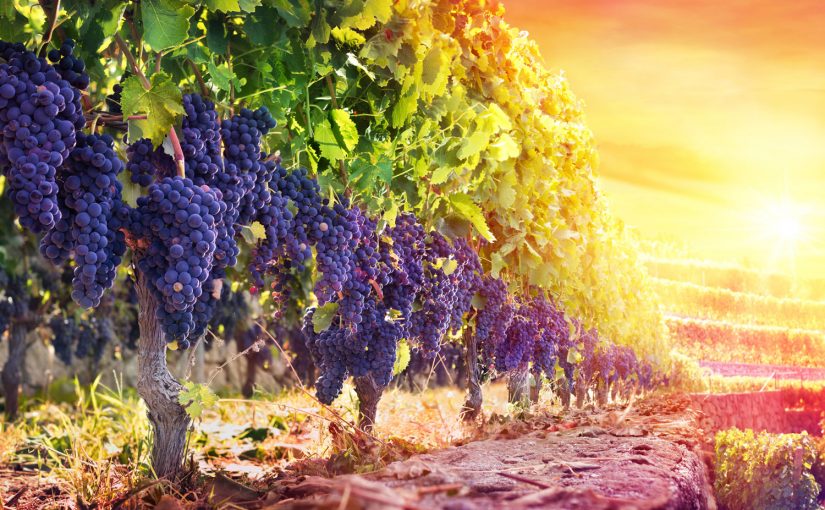 Zeit für Genießer: Europas schönste Weinregionen