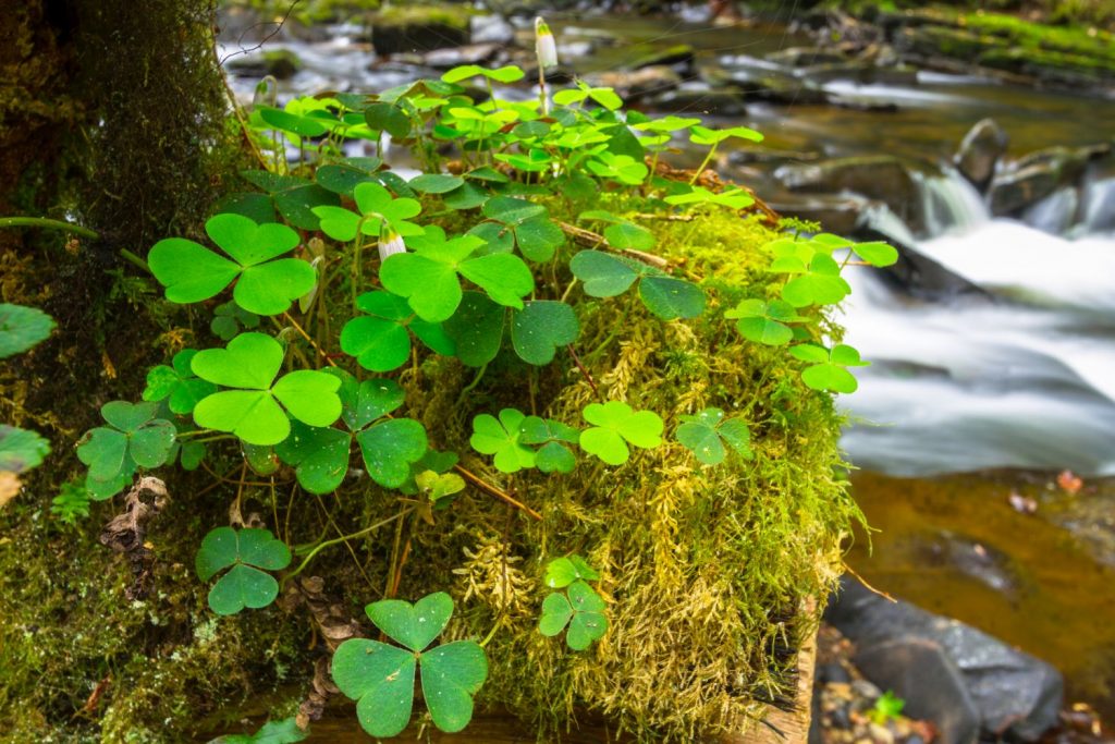 Irland...