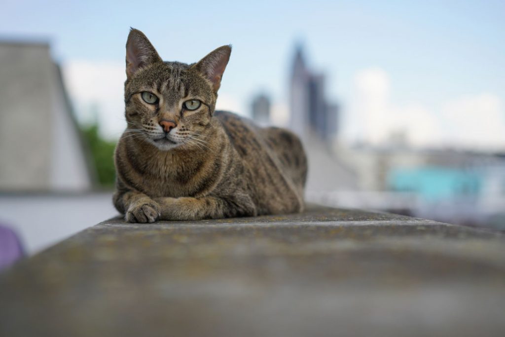 Bei Freigänger-Katzen...