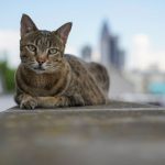 Bei Freigänger-Katzen...