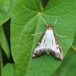 Motte oder Falter?