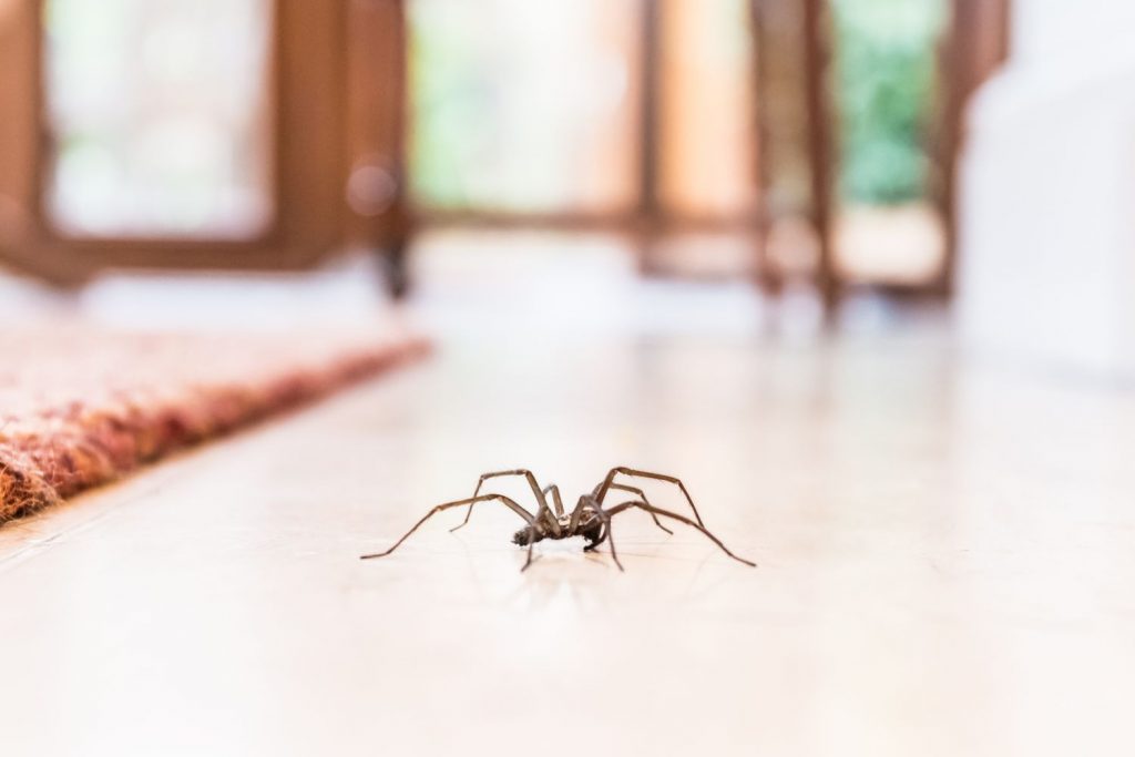 Spinne im Mund