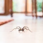Spinne im Mund
