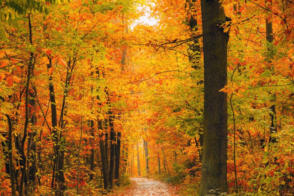 Nationalpark Hainich