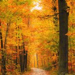 Nationalpark Hainich