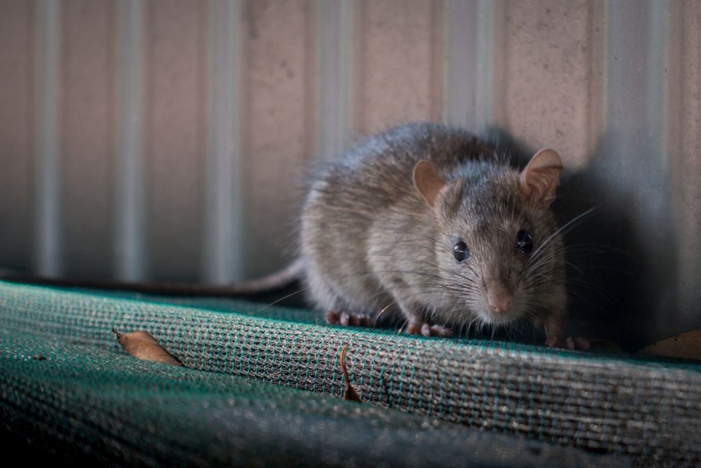 Ratten...