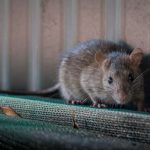 Ratten...