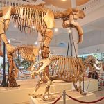 Gratis ins Museum