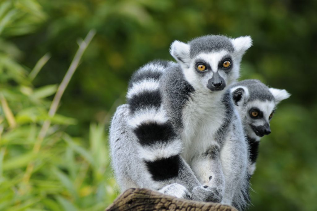 Madagaskars faszinierende Tierwelt