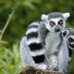 Madagaskars faszinierende Tierwelt