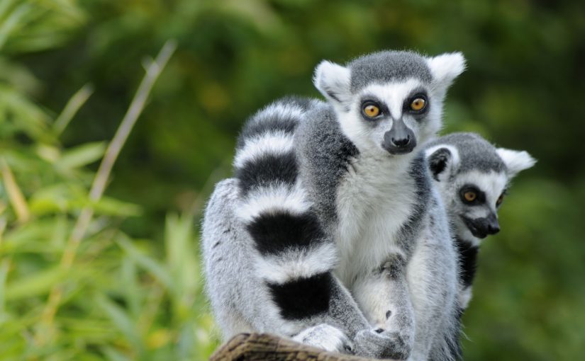 Madagaskars faszinierende Tierwelt
