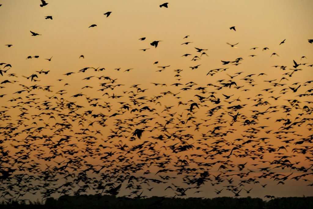 Naturschauspiel im Nationalpark Wattenmeer – die schwarze Sonne