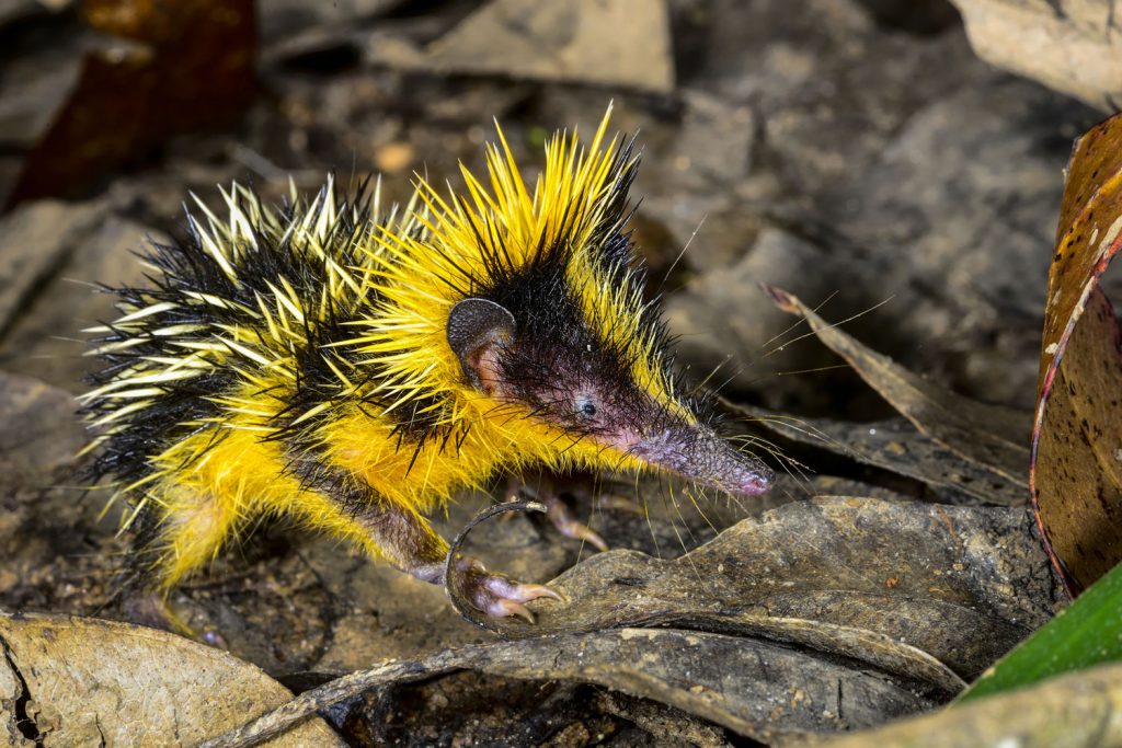 Bunte Igel?