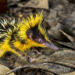 Bunte Igel?