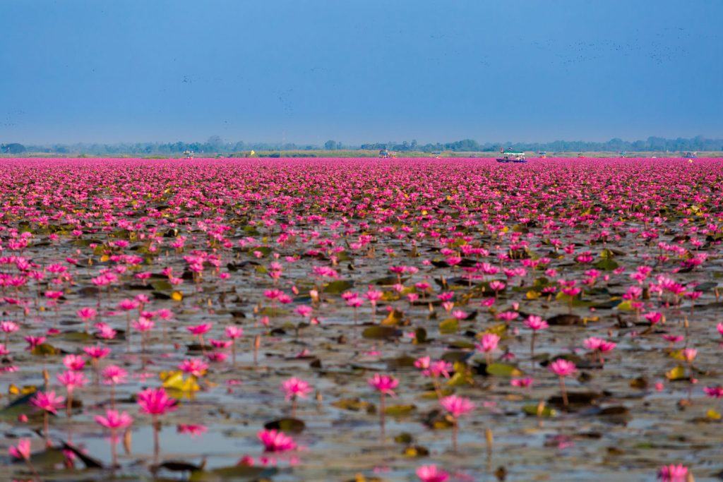 Thailand: Talee Bua Daeng