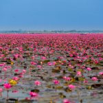 Thailand: Talee Bua Daeng