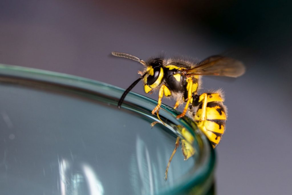 Insektenstiche
