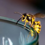 Insektenstiche