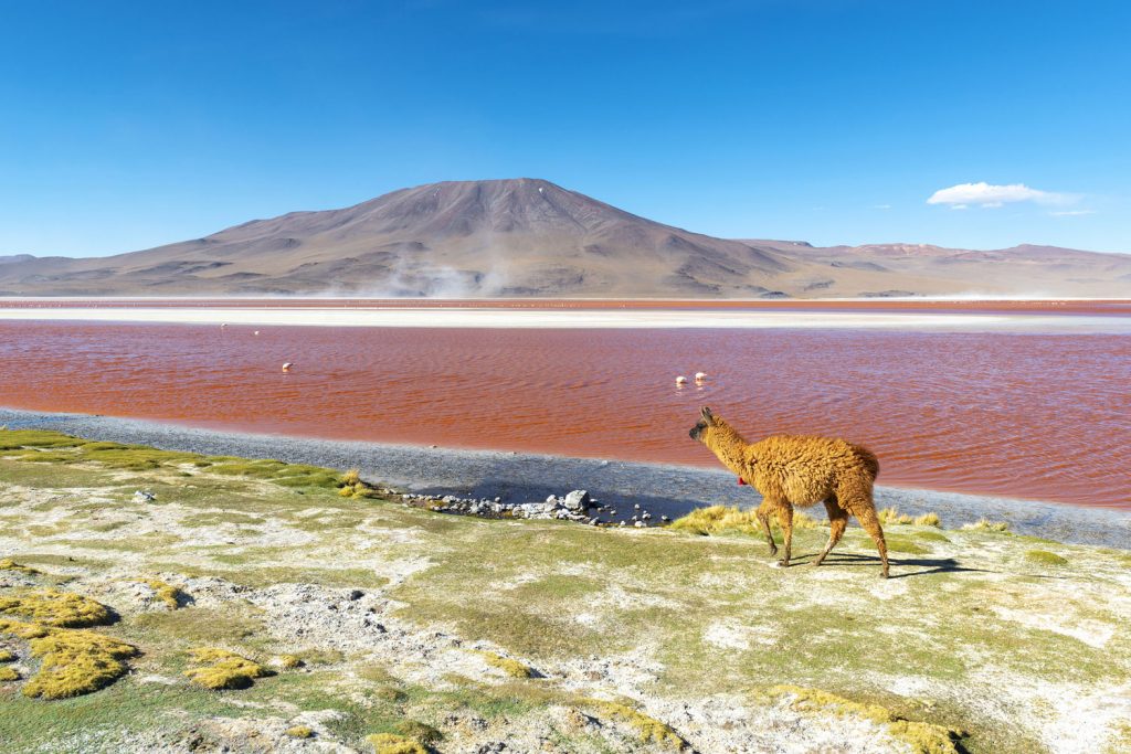 Bolivien: Laguna Colorada