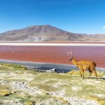 Bolivien: Laguna Colorada