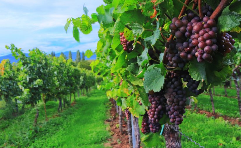 Italienische Weine zählen zu den besten der Welt.