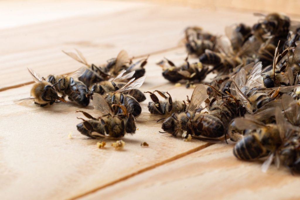 Und ohne Insekten...