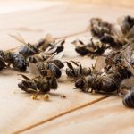 Und ohne Insekten...
