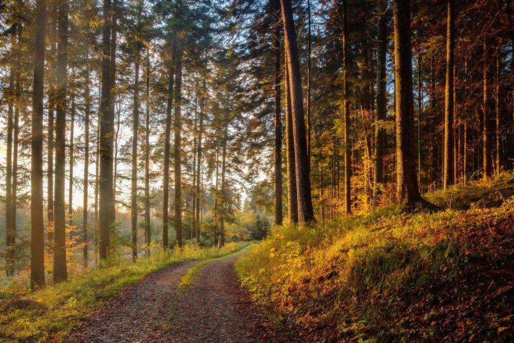 Schwarzwald