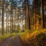 Schwarzwald