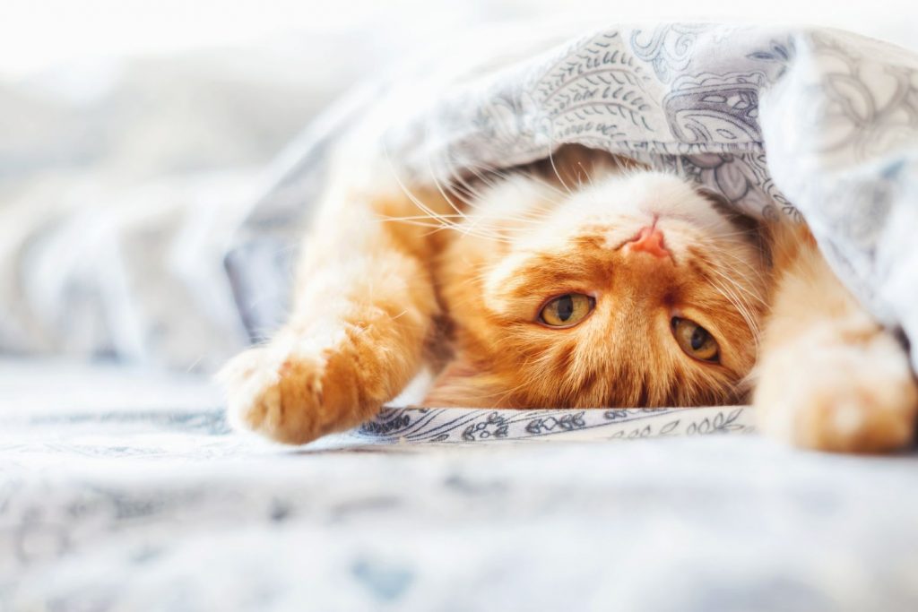 Die Katze