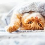 Die Katze